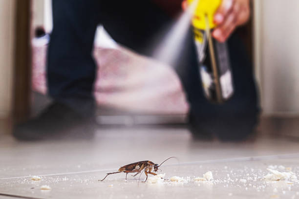Best Flea Control Services  in Perkins, OK